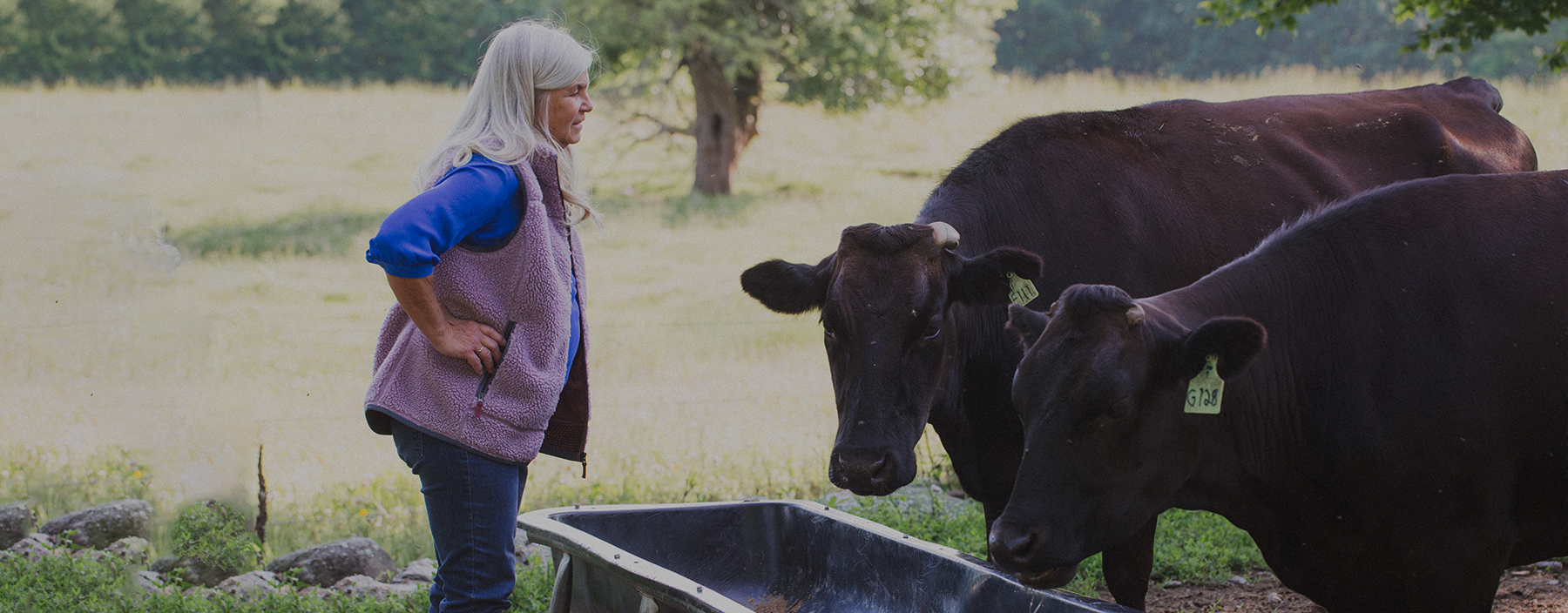 Dr. Sheila Patinkin with her Wagyu Cattle