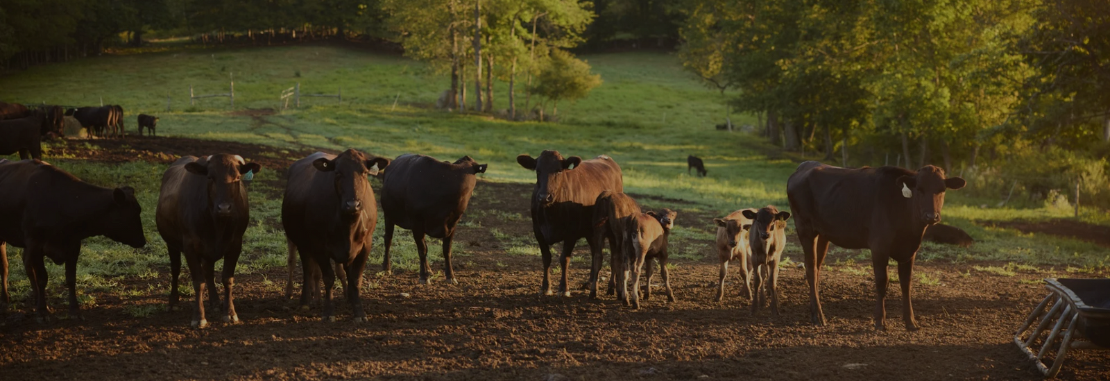 A herd of Vermont Wagyu cattle on the Vermont farm in the fall. 