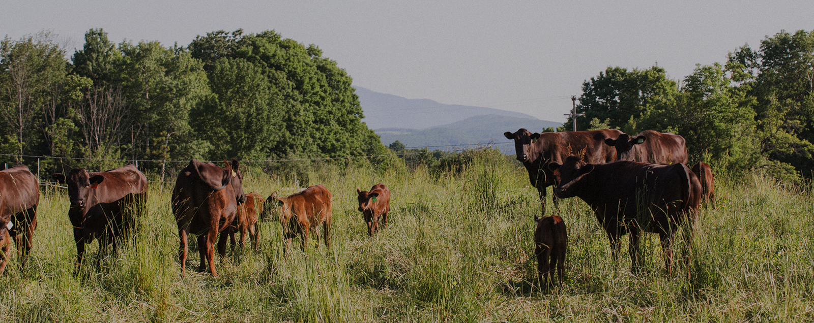 Vermont Wagyu Farming Practices