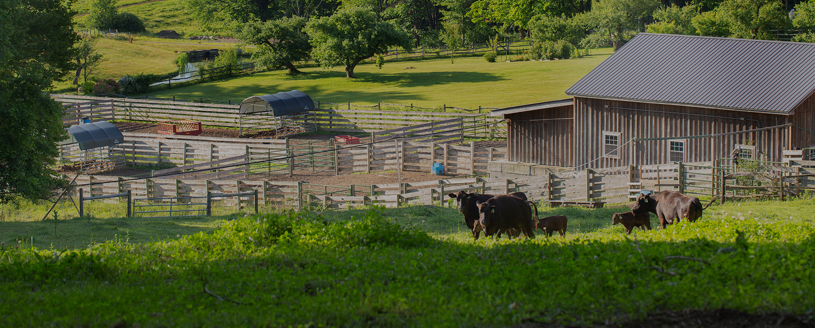 Vermont Wagyu Farm